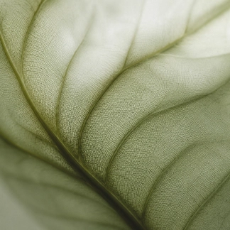Sheer sage green organza fabric with soft flowing folds and delicate translucent texture